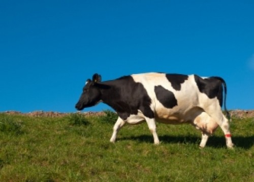 cow-farm-milk_21291886